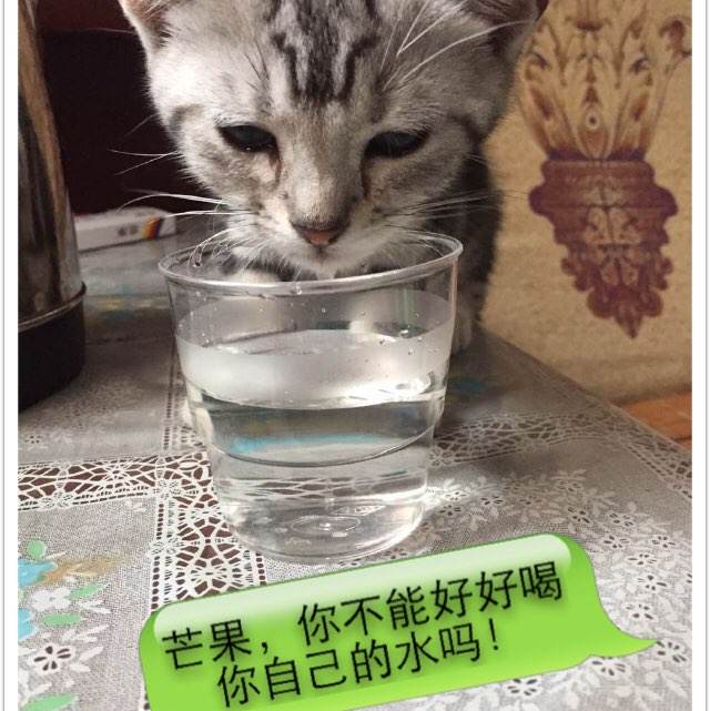 购买假的摄影家协会会员证